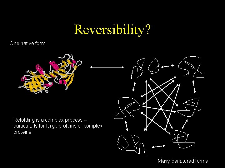 Reversibility? One native form Refolding is a complex process – particularly for large proteins