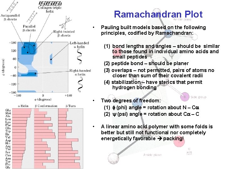 Ramachandran Plot • Pauling built models based on the following principles, codified by Ramachandran: