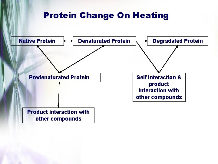 Protein Change On Heating Native Protein Denaturated Protein Predenaturated Protein Product interaction with other