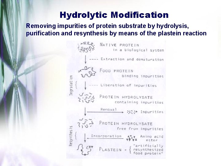 Hydrolytic Modification Removing impurities of protein substrate by hydrolysis, purification and resynthesis by means