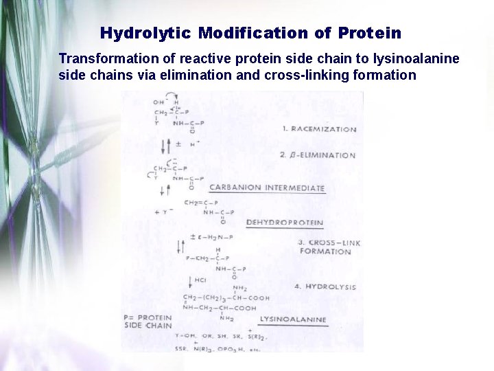 Hydrolytic Modification of Protein Transformation of reactive protein side chain to lysinoalanine side chains