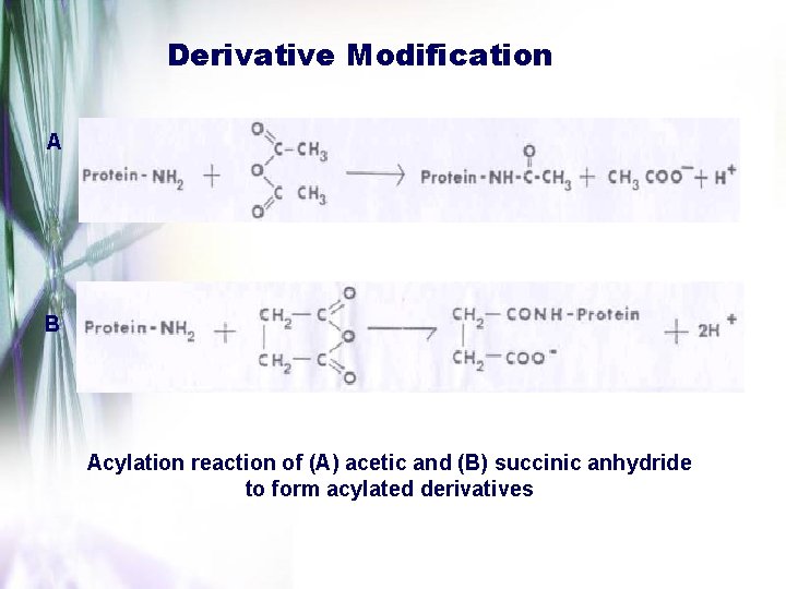 Derivative Modification A B Acylation reaction of (A) acetic and (B) succinic anhydride to