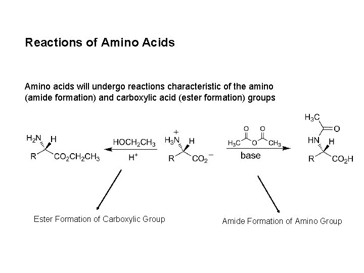 Reactions of Amino Acids Amino acids will undergo reactions characteristic of the amino (amide