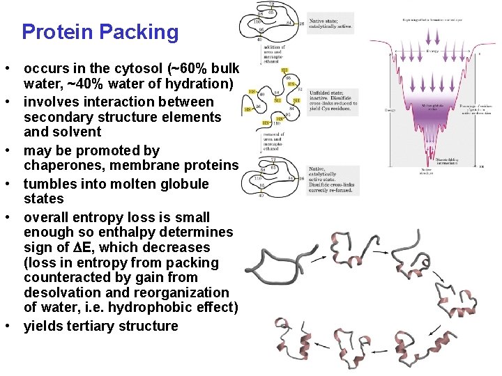 Protein Packing • occurs in the cytosol (~60% bulk water, ~40% water of hydration)