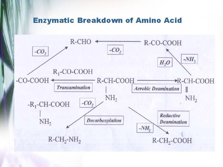 Enzymatic Breakdown of Amino Acid 