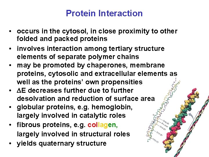 Protein Interaction • occurs in the cytosol, in close proximity to other folded and