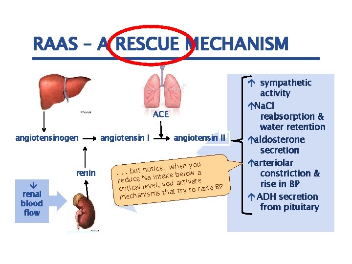 RAAS – A RESCUE MECHANISM ACE angiotensinogen renin â renal blood flow angiotensin II