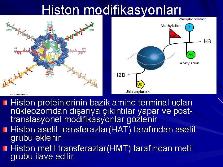 Histon modifikasyonları Histon proteinlerinin bazik amino terminal uçları nükleozomdan dışarıya çıkıntılar yapar ve posttranslasyonel