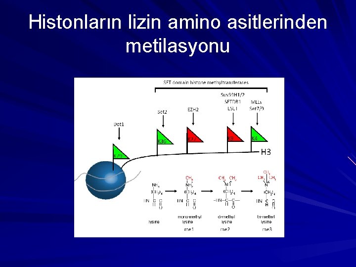 Histonların lizin amino asitlerinden metilasyonu 