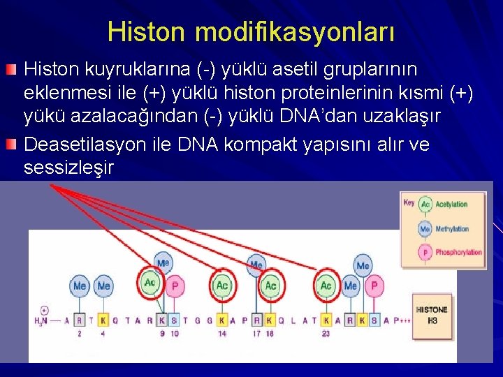 Histon modifikasyonları Histon kuyruklarına (-) yüklü asetil gruplarının eklenmesi ile (+) yüklü histon proteinlerinin