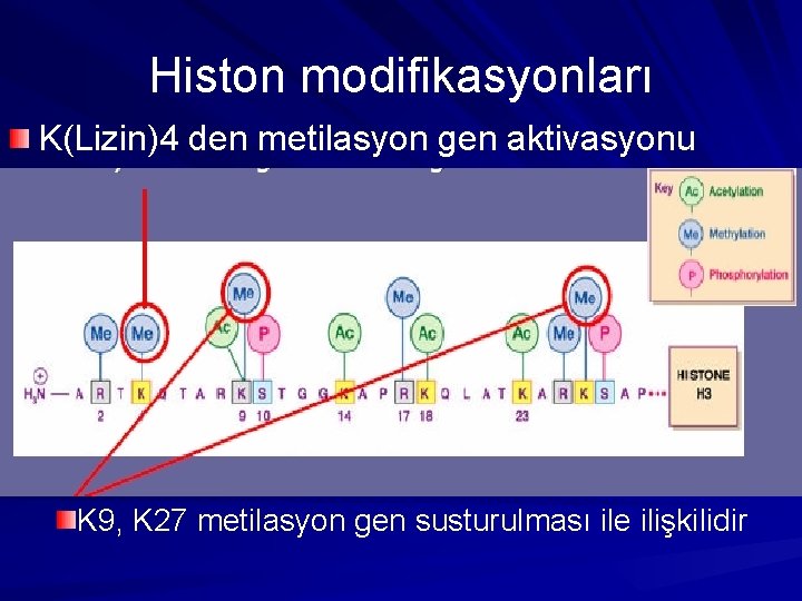 Histon modifikasyonları K(Lizin)4 den metilasyon gen aktivasyonu K 9, K 27 metilasyon gen susturulması