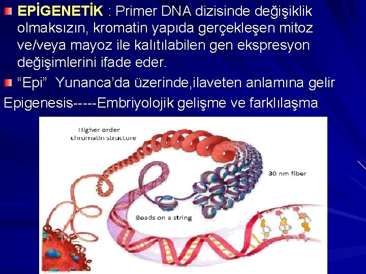 EPİGENETİK : Primer DNA dizisinde değişiklik olmaksızın, kromatin yapıda gerçekleşen mitoz ve/veya mayoz ile