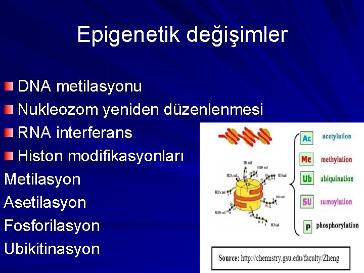 Epigenetik değişimler DNA metilasyonu Nukleozom yeniden düzenlenmesi RNA interferans Histon modifikasyonları Metilasyon Asetilasyon Fosforilasyon