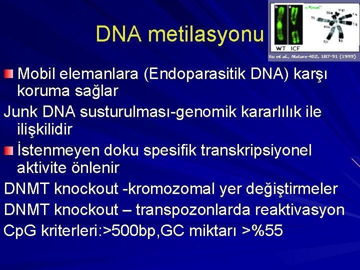 DNA metilasyonu Mobil elemanlara (Endoparasitik DNA) karşı koruma sağlar Junk DNA susturulması-genomik kararlılık ile