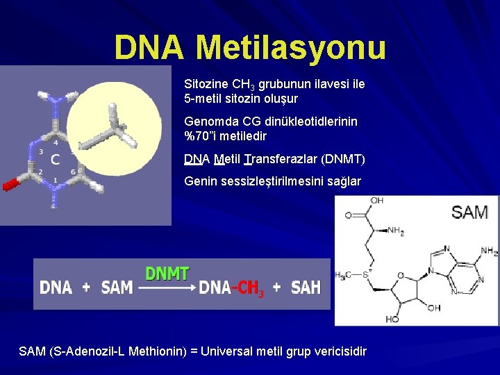 DNA Metilasyonu Sitozine CH 3 grubunun ilavesi ile 5 -metil sitozin oluşur Genomda CG