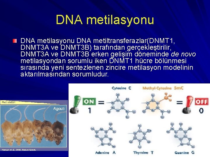 DNA metilasyonu DNA metiltransferazlar(DNMT 1, DNMT 3 A ve DNMT 3 B) tarafından gerçekleştirilir,