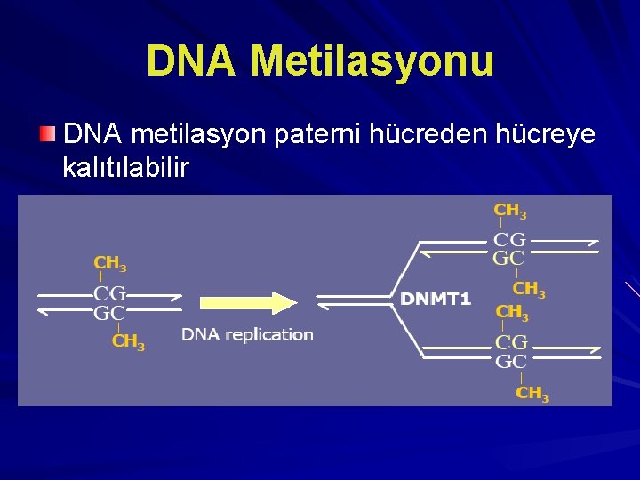 DNA Metilasyonu DNA metilasyon paterni hücreden hücreye kalıtılabilir 