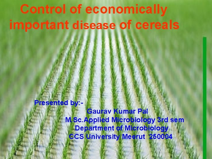 Control of economically important disease of cereals Presented by: Gaurav Kumar Pal M. Sc.