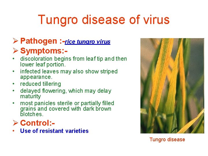 Tungro disease of virus Ø Pathogen : -rice tungro virus Ø Symptoms: • discoloration