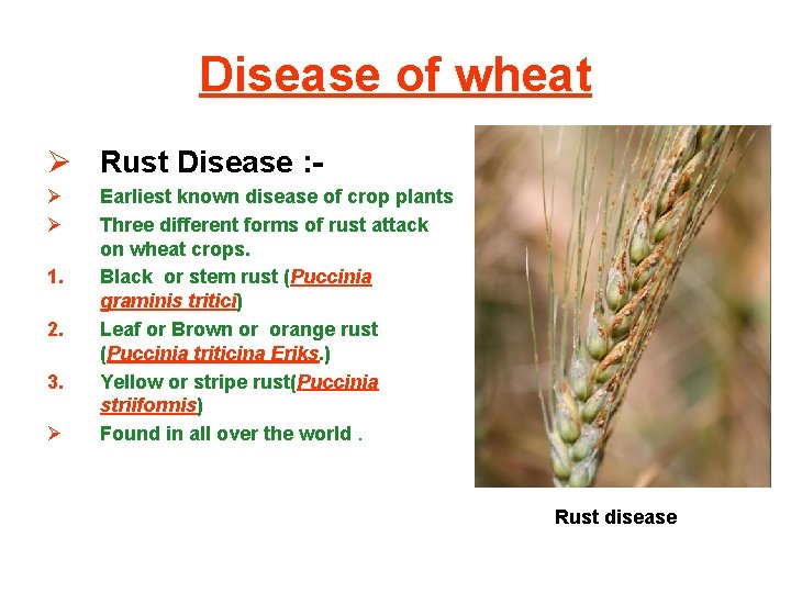 Disease of wheat Ø Rust Disease : Ø Ø 1. 2. 3. Ø Earliest