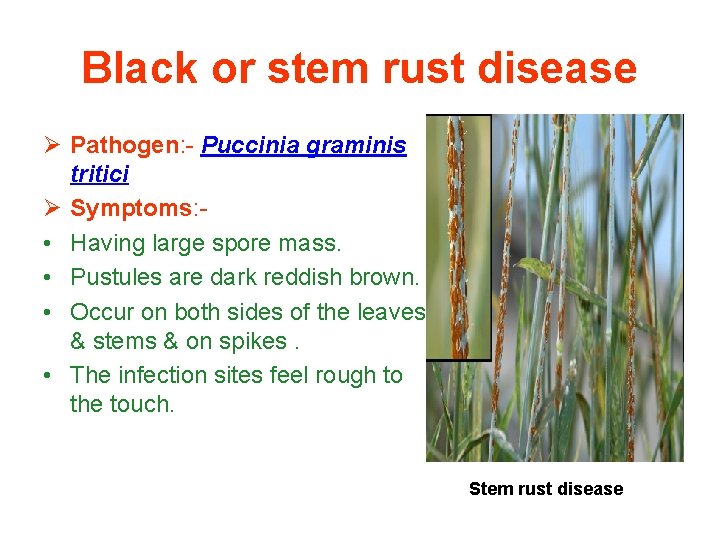 Black or stem rust disease Ø Pathogen: - Puccinia graminis tritici Ø Symptoms: •
