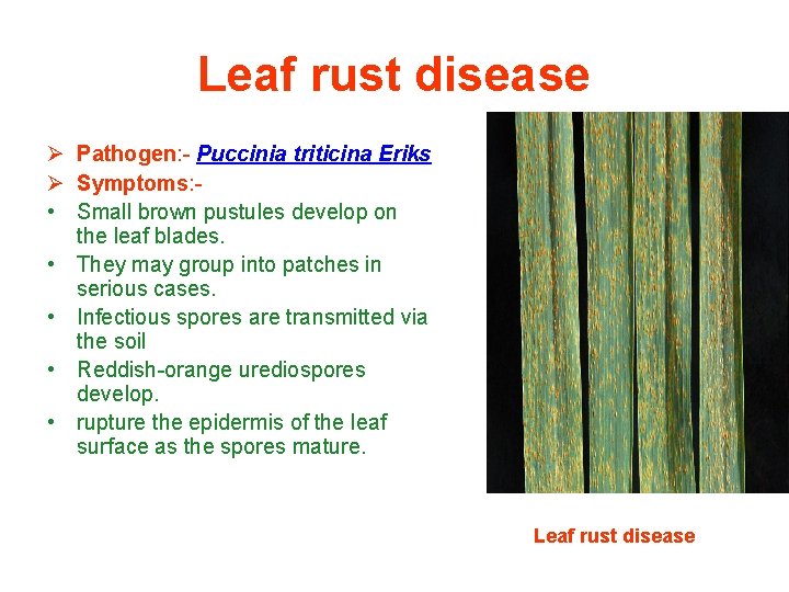 Leaf rust disease Ø Pathogen: - Puccinia triticina Eriks Ø Symptoms: • Small brown
