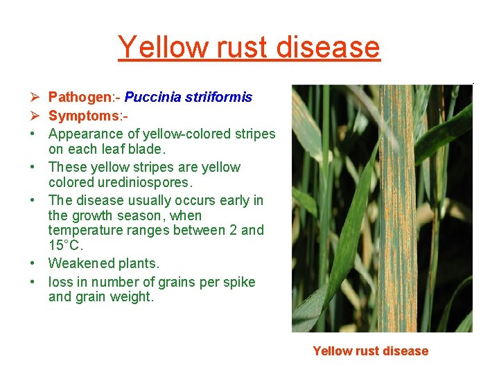 Yellow rust disease Ø Pathogen: - Puccinia striiformis Ø Symptoms: • Appearance of yellow-colored