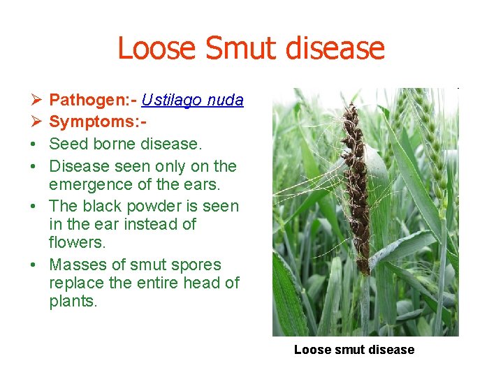 Loose Smut disease Ø Ø • • Pathogen: - Ustilago nuda Symptoms: Seed borne