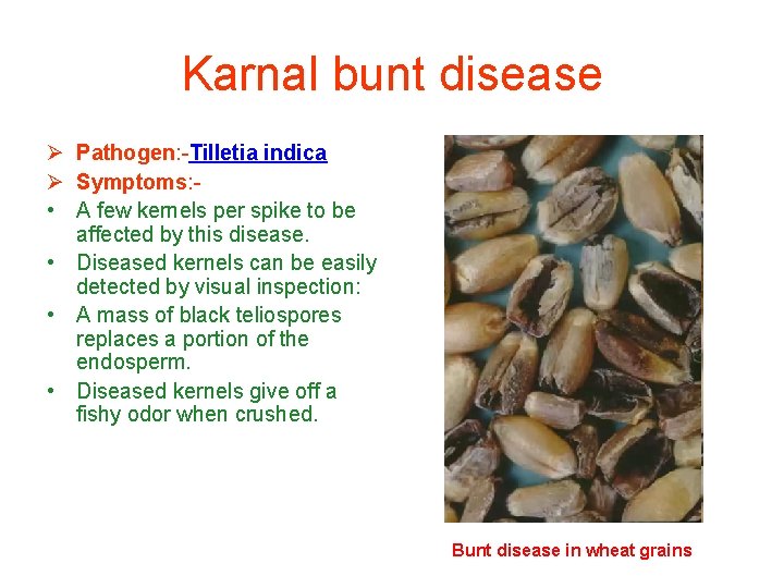 Karnal bunt disease Ø Pathogen: -Tilletia indica Ø Symptoms: • A few kernels per