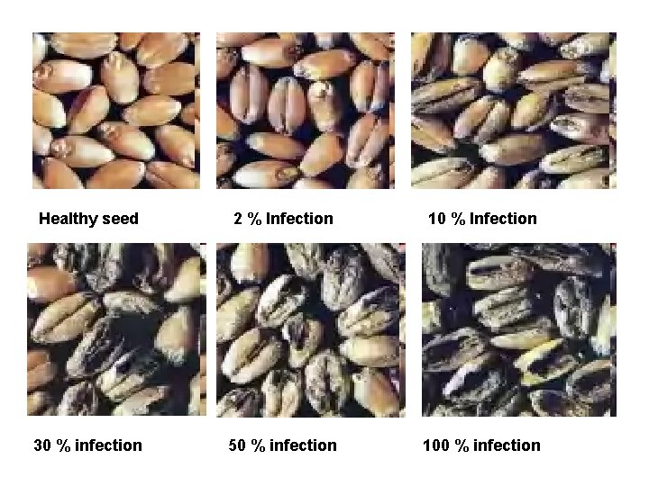 Healthy seed 2 % Infection 10 % Infection 30 % infection 50 % infection