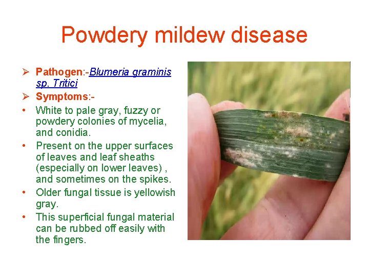 Powdery mildew disease Ø Pathogen: -Blumeria graminis sp. Tritici Ø Symptoms: • White to