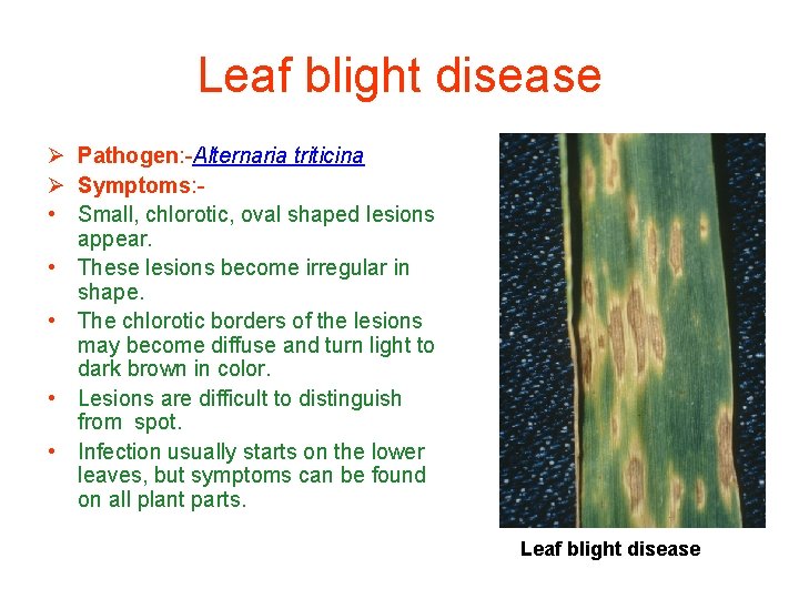 Leaf blight disease Ø Pathogen: -Alternaria triticina Ø Symptoms: • Small, chlorotic, oval shaped