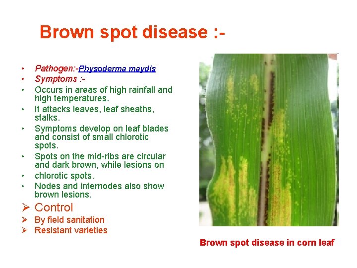 Brown spot disease : • • Pathogen: -Physoderma maydis Symptoms : Occurs in areas