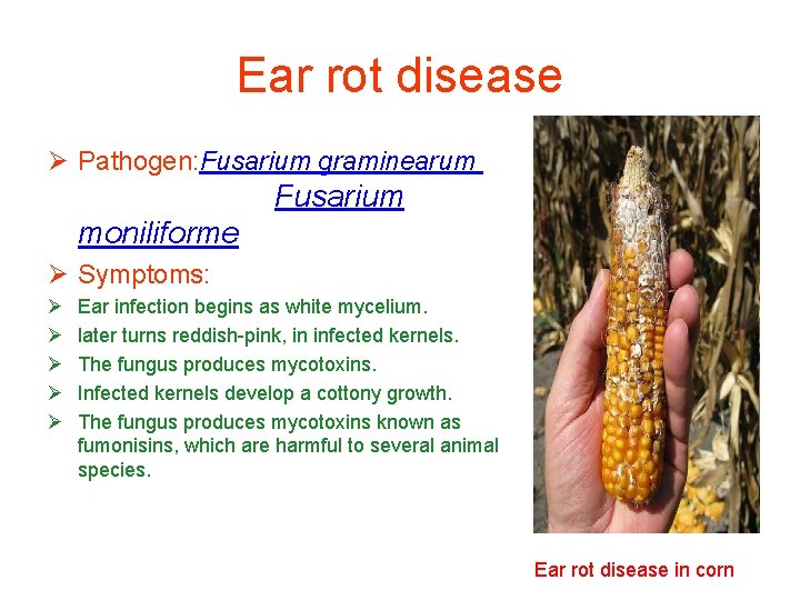 Ear rot disease Ø Pathogen: Fusarium graminearum Fusarium moniliforme Ø Symptoms: Ø Ø Ø