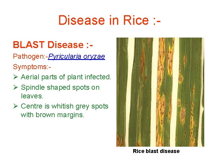 Disease in Rice : BLAST Disease : Pathogen: -Pyricularia oryzae Symptoms: Ø Aerial parts
