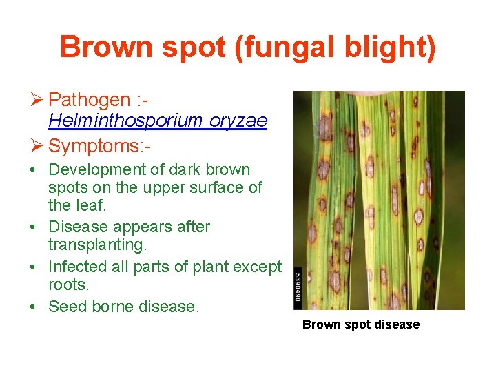 Brown spot (fungal blight) Ø Pathogen : Helminthosporium oryzae Ø Symptoms: • Development of