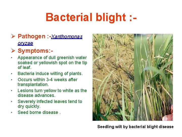 Bacterial blight : Ø Pathogen : -Xanthomonas oryzae Ø Symptoms: • • • Appearance