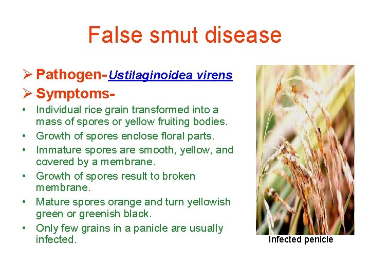 False smut disease Ø Pathogen- Ustilaginoidea virens Ø Symptoms • Individual rice grain transformed