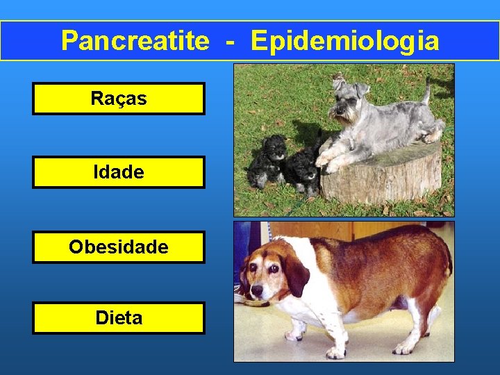 Pancreatite - Epidemiologia Raças Idade Obesidade Dieta 