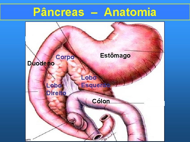 Pâncreas – Anatomia Duodeno Corpo Lobo Direito Estômago Lobo Esquerdo Cólon 