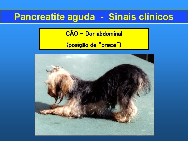 Pancreatite aguda - Sinais clínicos CÃO – Dor abdominal (posição de “prece”) 