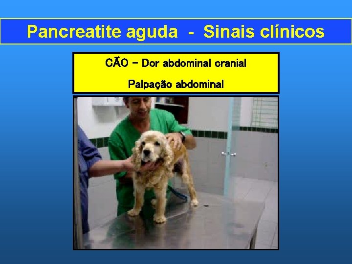 Pancreatite aguda - Sinais clínicos CÃO – Dor abdominal cranial Palpação abdominal 