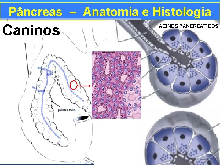 Pâncreas – Anatomia e Histologia Caninos ÁCINOS PANCREÁTICOS 