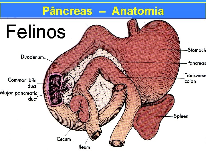 Pâncreas – Anatomia Felinos ÁCINOS PANCREÁTICOS 