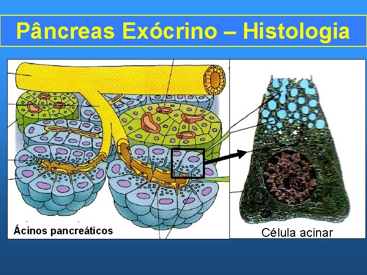 Pâncreas Exócrino – Histologia Ácinos pancreáticos Célula acinar 