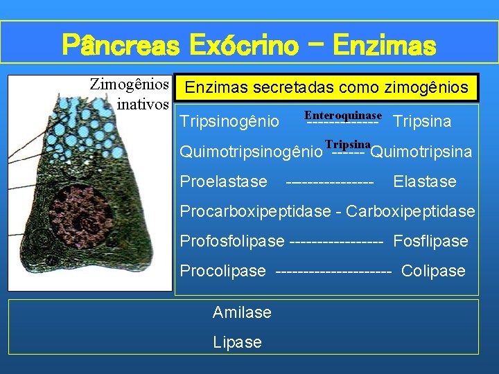 Pâncreas Exócrino – Enzimas Zimogênios Enzimas secretadas como zimogênios inativos Tripsinogênio Enteroquinase ------- Tripsina