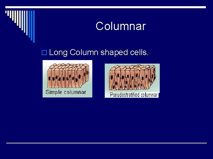 Columnar o Long Column shaped cells. 