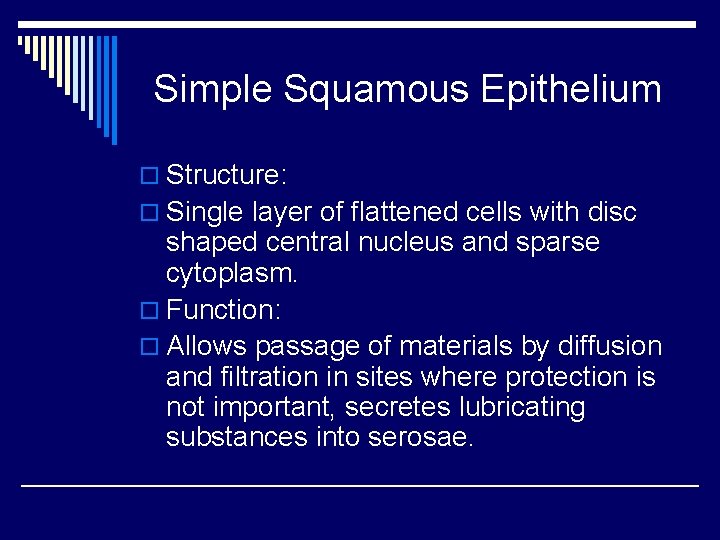 Simple Squamous Epithelium o Structure: o Single layer of flattened cells with disc shaped