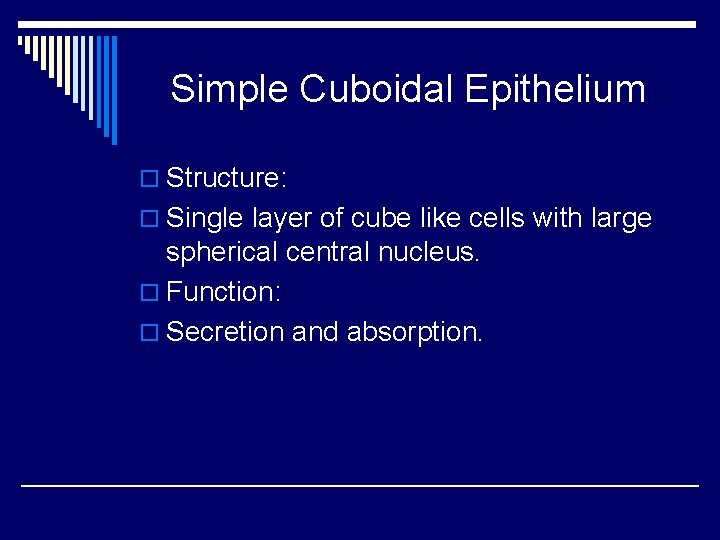 Simple Cuboidal Epithelium o Structure: o Single layer of cube like cells with large