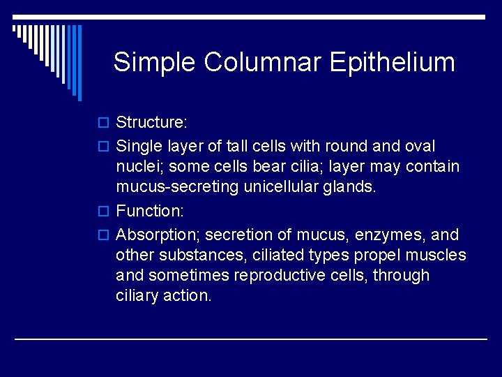 Simple Columnar Epithelium o Structure: o Single layer of tall cells with round and